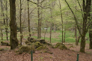 Forêt, rivière, mousses et granit érodé