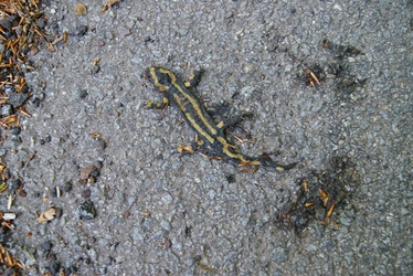 Salamandre