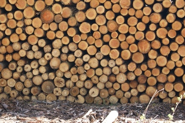 Le bois, important dans l'économie locale